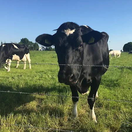 Op De Begane Grond Met Terrasje Appartement